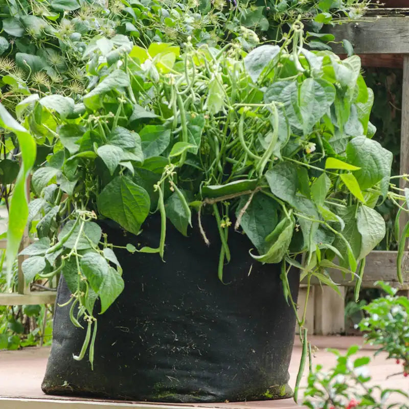 15 gal grow pot container stands for outdoor plants Grow Tub 15 Gallon