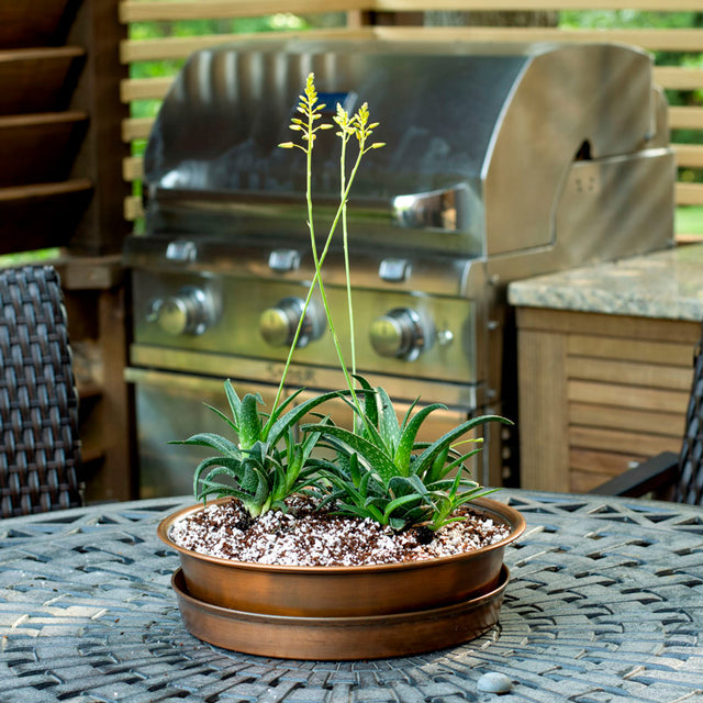 Firebird Aloe Tabletop Planter Kit