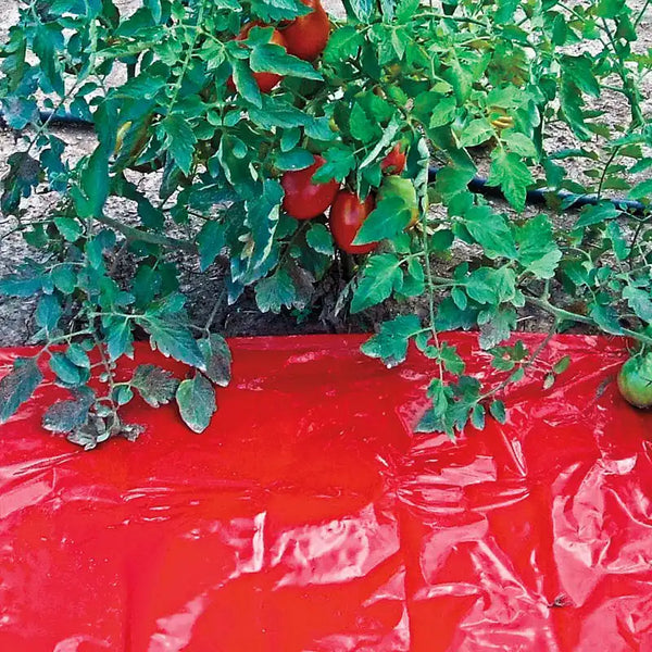 red plastic for tomato plants Turbo-Tomato!™ Mulch Sheet
