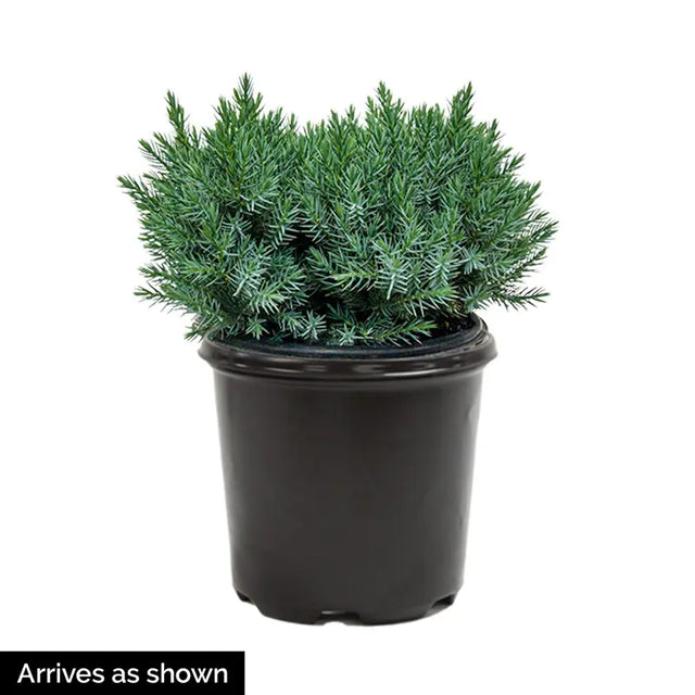 Blue Star Juniper