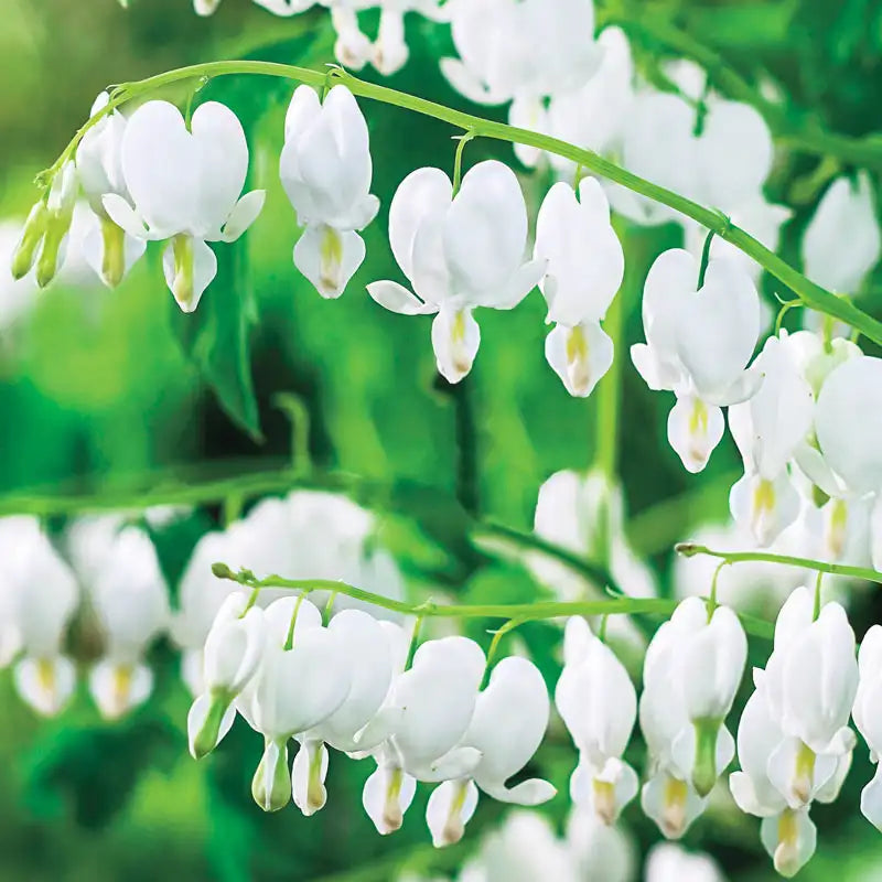 bleeding heart flower seeds for sale Old-Fashioned Bleeding Heart