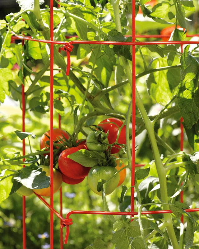 Extra-tall Tomato Cages - Set of 2