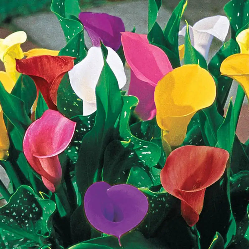 calla lily flower colors Calla Lily Bulb Mix