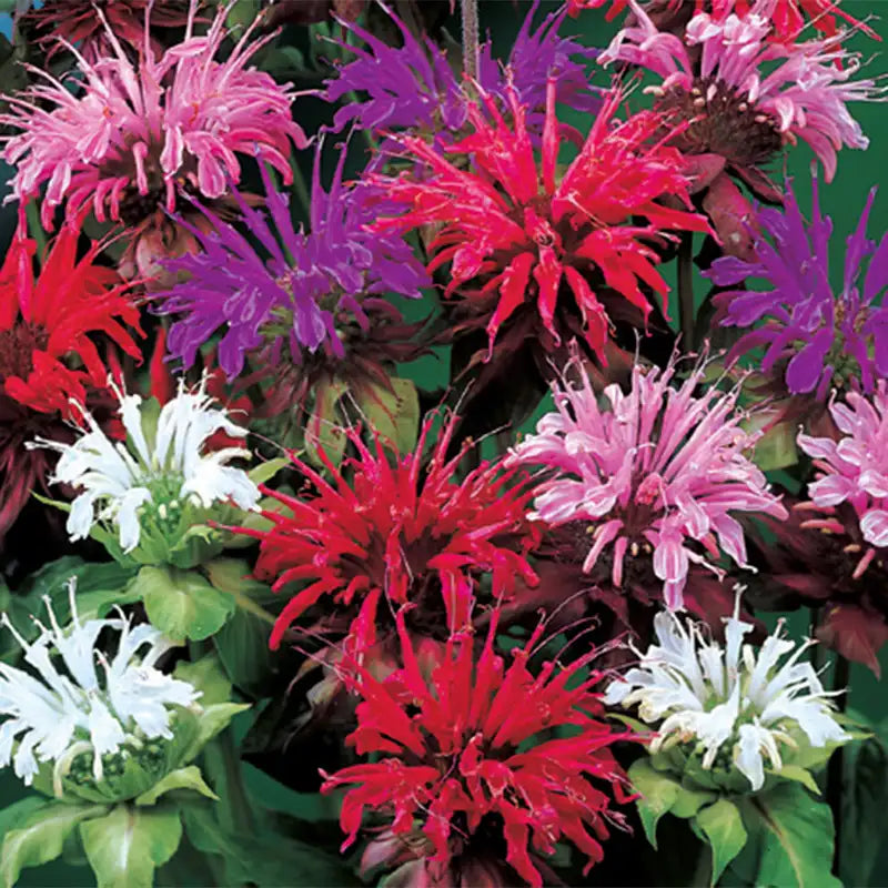 plant bee balm seeds Bee Balm Plant Mix - Premium (Qty- 3) | Monarda didyma