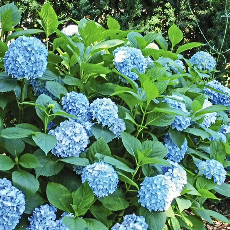 hydrangea succulent All Summer Beauty Hydrangea | Zone 5-9 | Blue | 36 - 48 inches | Full Sun