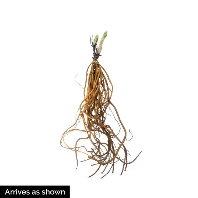 Rebecca™ Clematis Plant