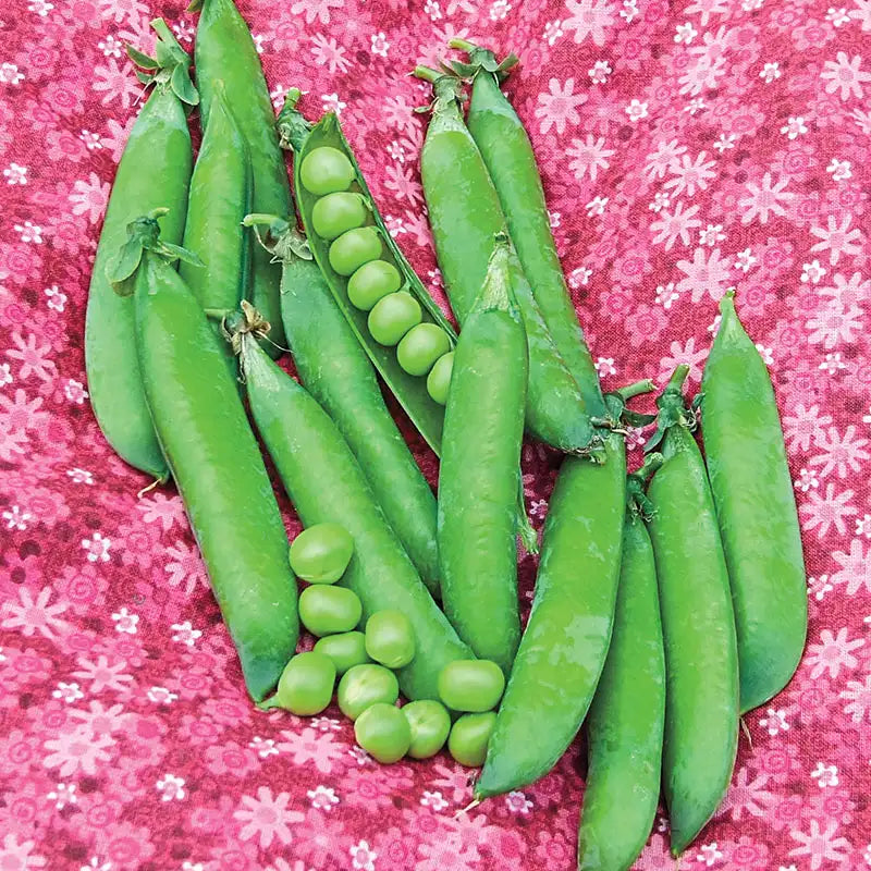 pea plant from seed Sweet Pick Pea Seed