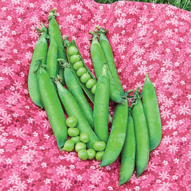 plant pea seeds Sweet Pick Pea