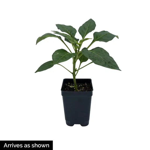 Masivo Hybrid Hot Pepper