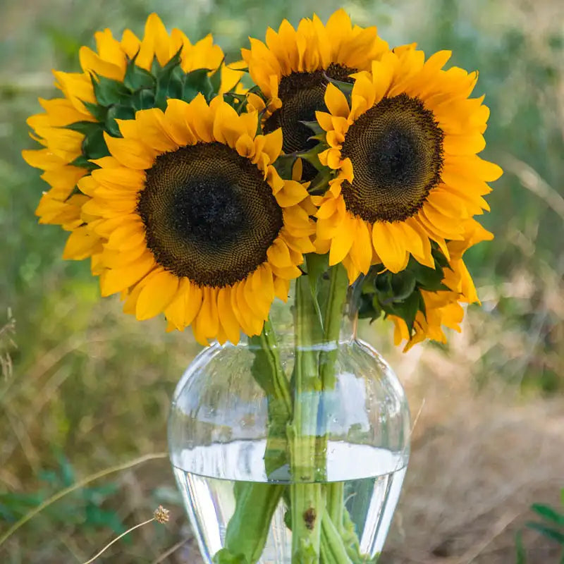 cut flower sunflower seeds Gurney's Procut Orange Hybrid Sunflower Seeds (25-Seed Packet)