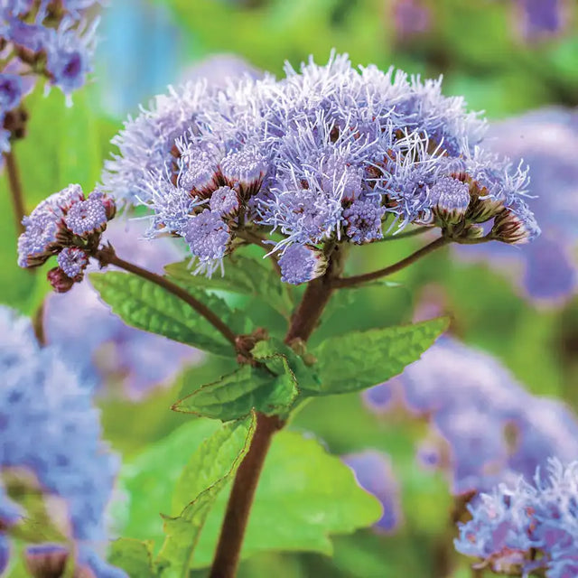 Hardy Ageratum