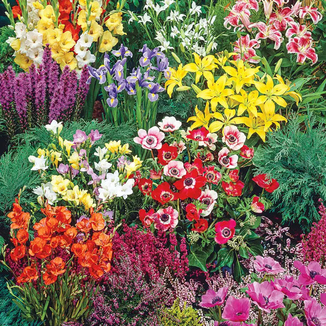 Summer Flowering Border Garden