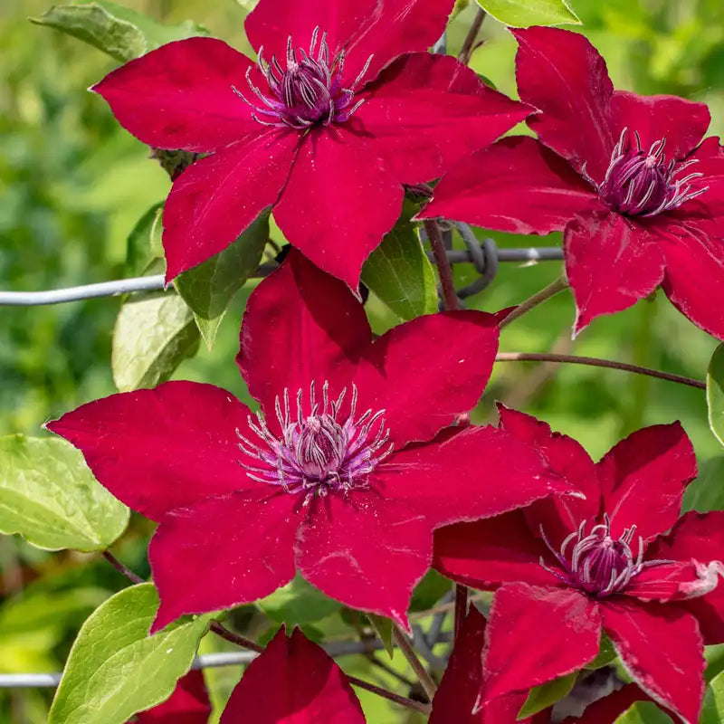 thumbnail image 2 of Toadstool Seeds - 25 Bright Red Clematis Seeds, Perennial Flower, Fresh Seeds For Planting 2 of 6