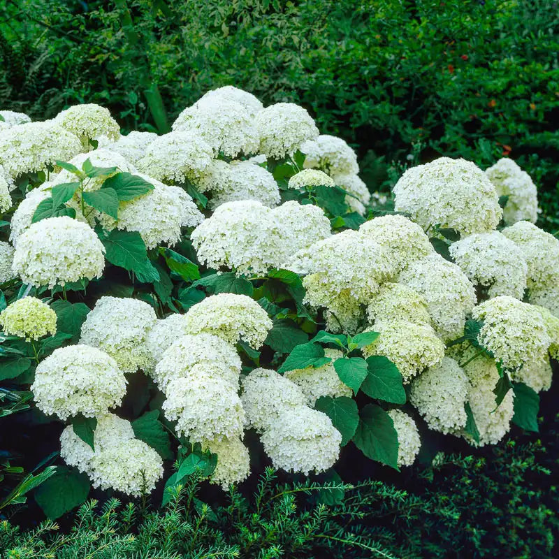 white hydrangea flower seeds Annabelle Hydrangea - Premium (Qty- 1) | Hydrangea arborescens 'Annabelle'