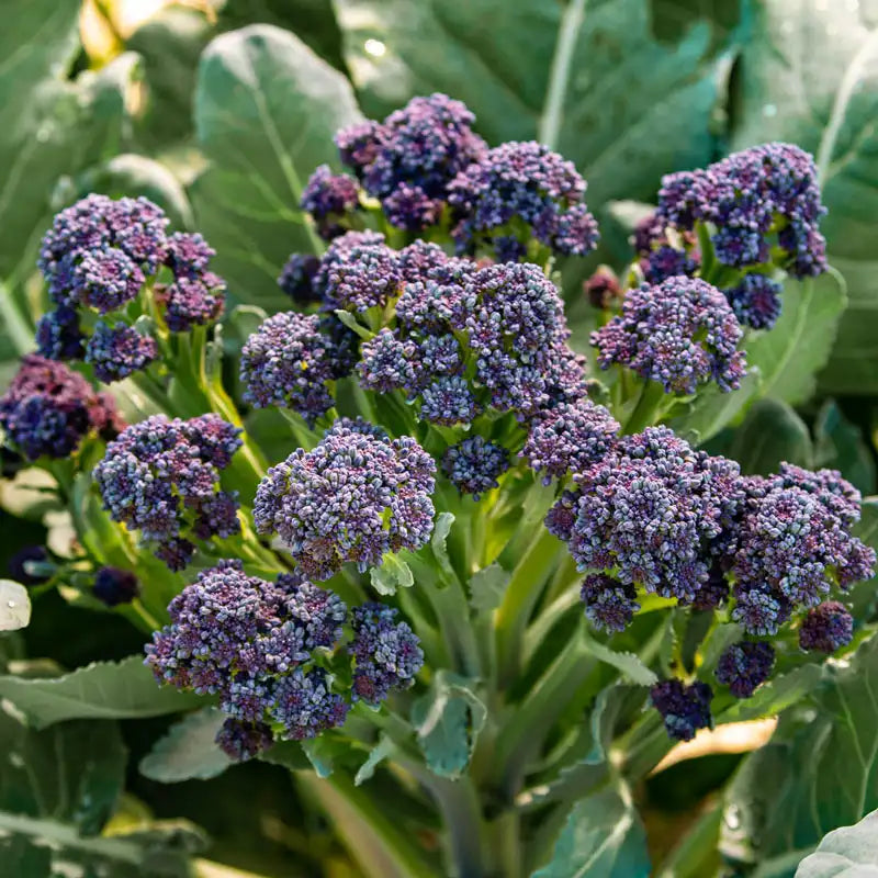 broccoli seeds to plant Broccoli Sprouting Burgundy Hybrid Pkt
