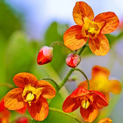 epimedium seeds for planting Buy Orange Queen Epimedium Shade Perennial from Gurney's Seed & Nursery Co