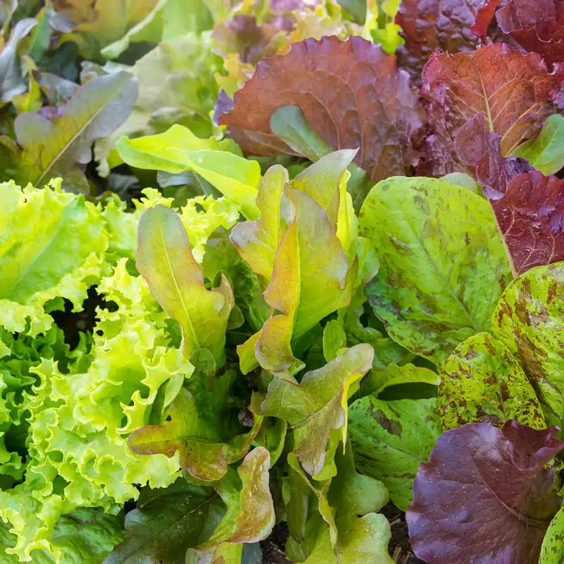 lettuce seeds or plants Heirloom Cutting Mixture Leaf Lettuce