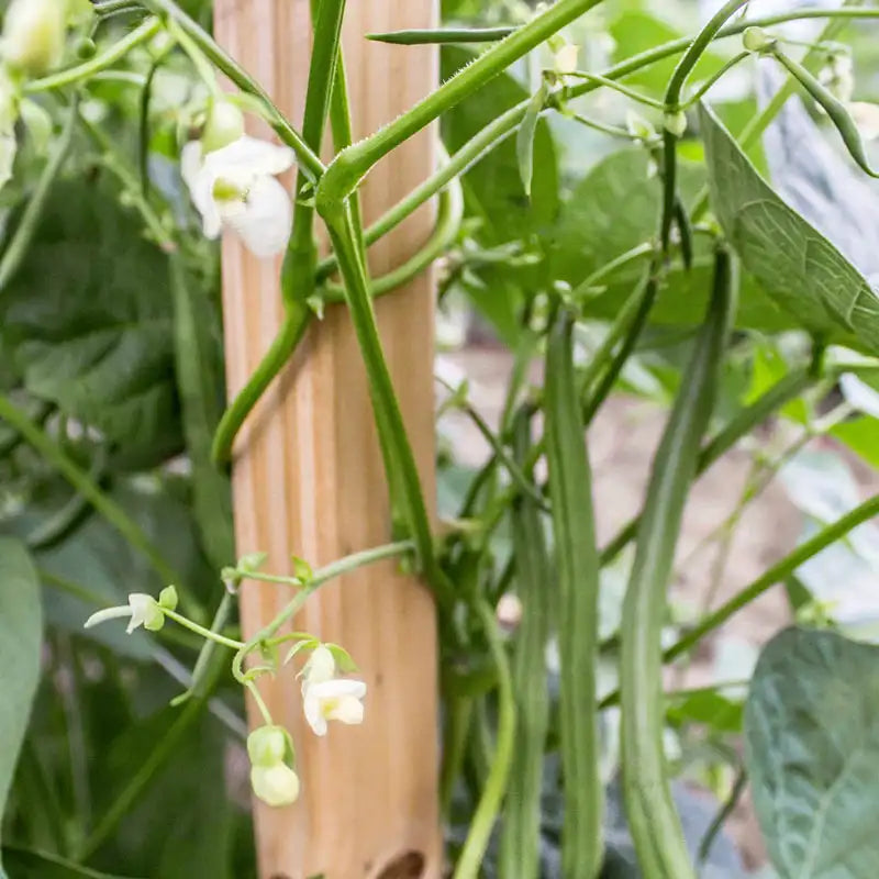 pole bean seed planting Seychelles Pole Bean Seed: Vegetable Seeds from Gurney's Seed & Nursery Co
