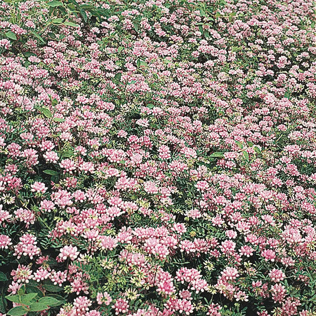Prince Vetch Penngift Crown Vetch | Gurney's Seed & Nursery Co.