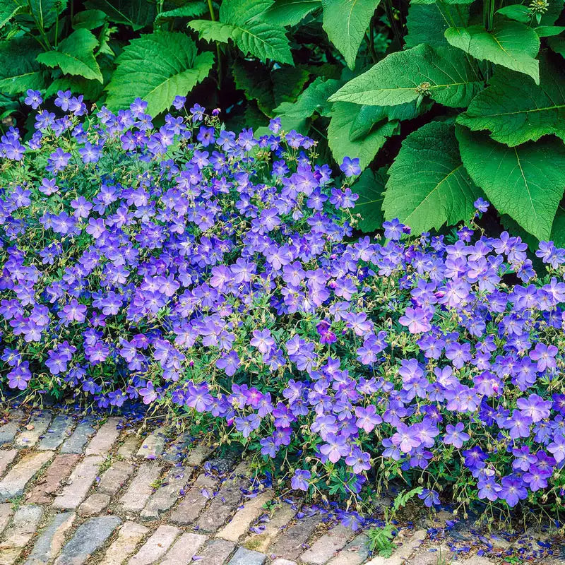 Johnson's Blue Geranium: Perennials from Gurney's Seed & Nursery Co.