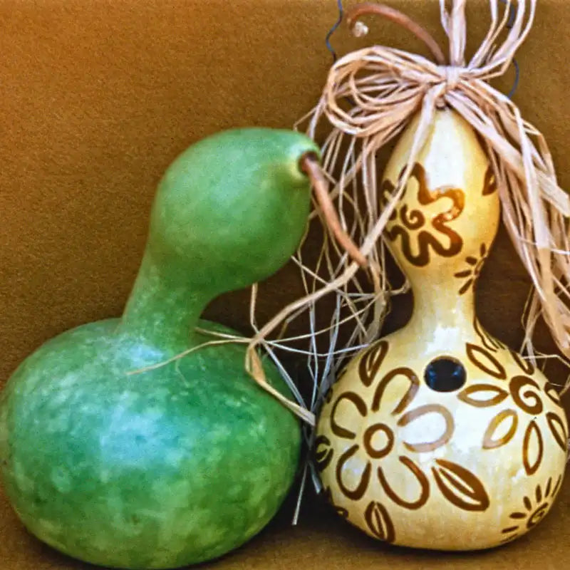 planting birdhouse gourd seeds Birdhouse Gourd Seed