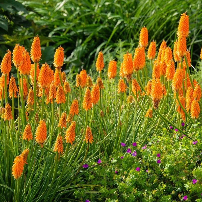fire poker plant seeds Red Hot Poker Plant Bundle