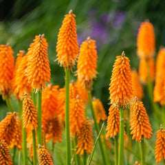 fire poker plant seeds Shop Red Hot Poker Plant Bundle