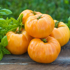 Orange Jazz Tomato | Gurney's Seed & Nursery Co.