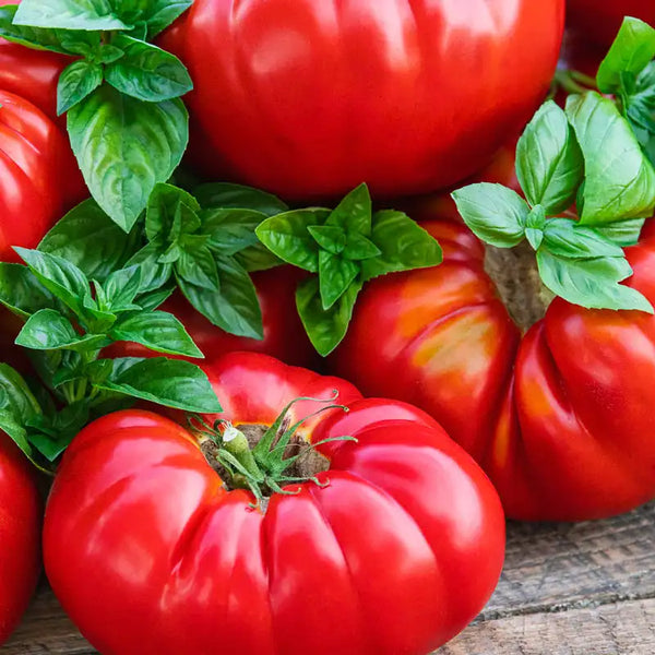 Buffalosteak Hybrid Tomato | Gurney's Seed & Nursery Co.