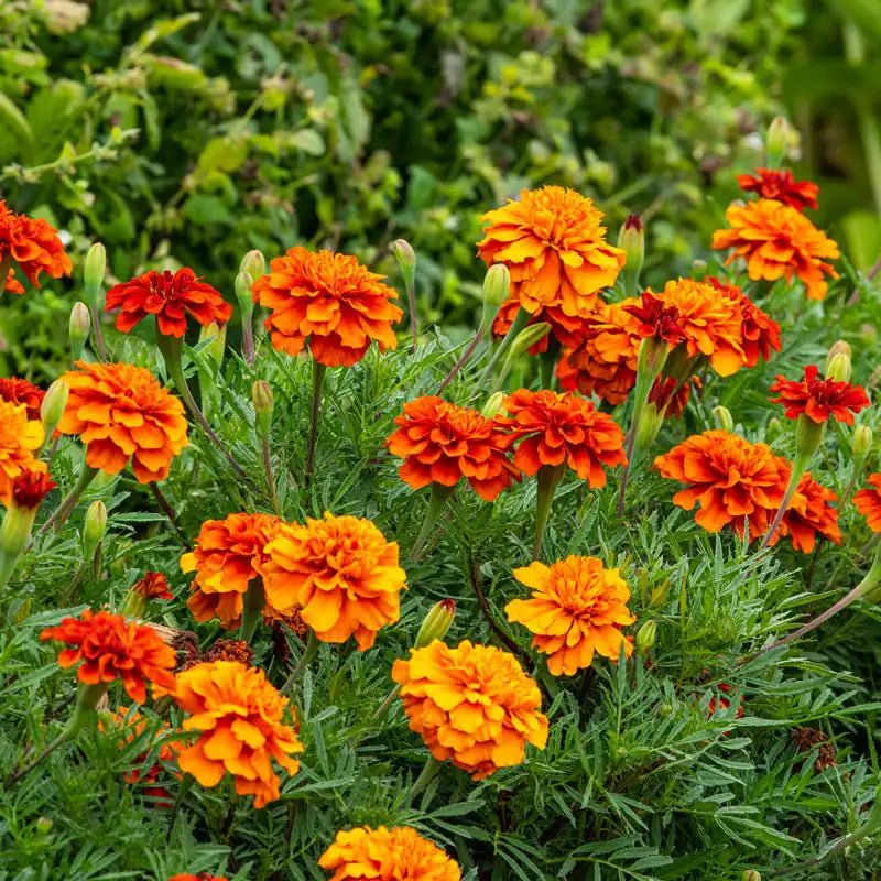 french marigold seeds for sale French Fireball Marigold - Pkt Of Approx. 50 Seeds | Tagetes patula 'Fireball'