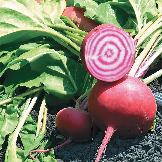 Beet Seeds and Plants for Sale | Gurney's Seed & Nursery Co.