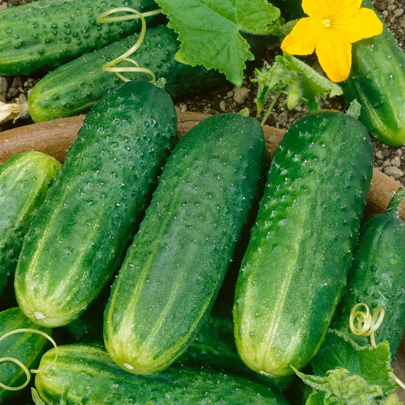 planting pickling cucumber seeds Pic-A-Little Hybrid Pickling Cucumber Seed