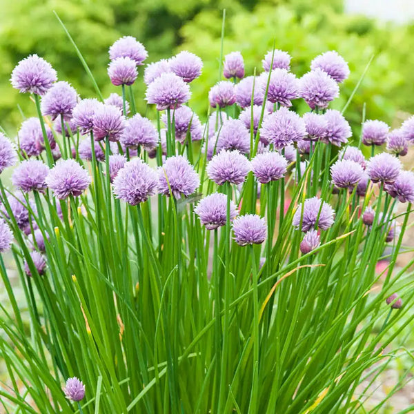 Chive herb (generous amount, chive blossoms, chive patch, fresh chives) Chive herb