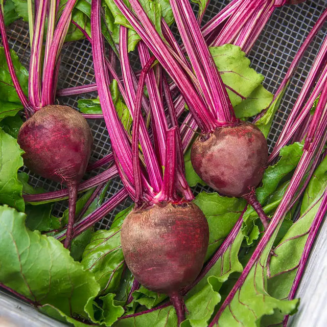 Beet Multi Beet Seeds and Plants for Sale | Gurney's Seed & Nursery Co.