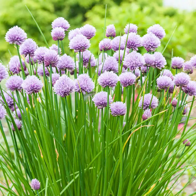 Large chive plants (chive plants, chive plant, large chive, large chive plants, Allium schoenoprasum) Large chive plants