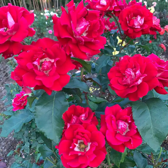 Guernys Roses Buy Take It Easy Shrub Rose | Best Deals on Roses | Gurney's Seed ...