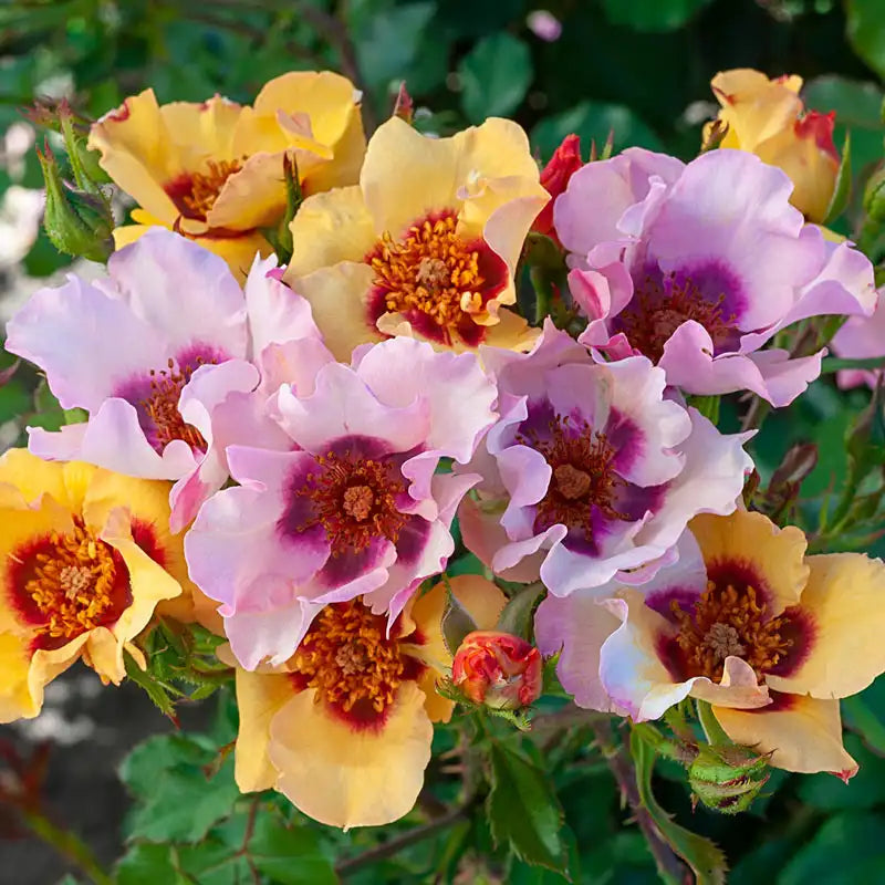 Guernys Roses In Your Eyes™ Shrub Rose – Gurney's Seed & Nursery Co.