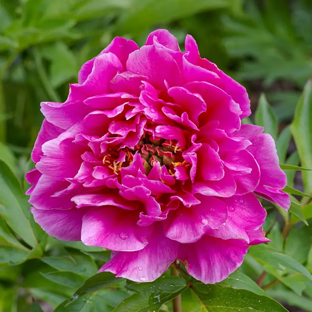 Belle Toulousaine Itoh Peony