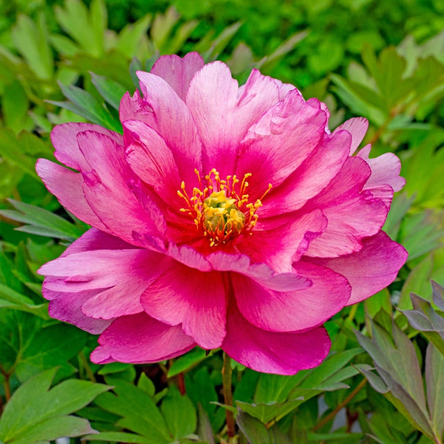 Pink Double Dandy Itoh Peony