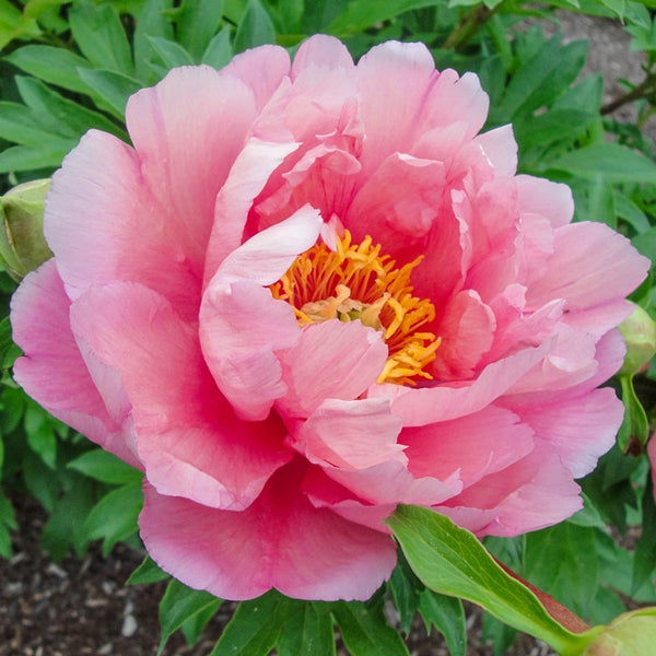 Pink Double Dandy Itoh Peony – Gurney's Seed & Nursery Co.