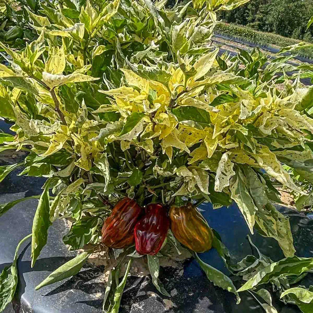 Candy Cane Chocolate Cherry Hybrid Sweet Pepper