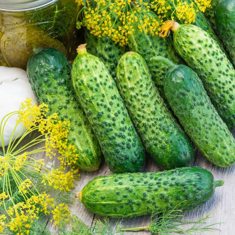 planting gherkin seeds Gherking Pickler Hybrid Cucumber