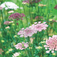 Dara Carrot Wildflower Seed Packet: Seeds from Gurney's Seed