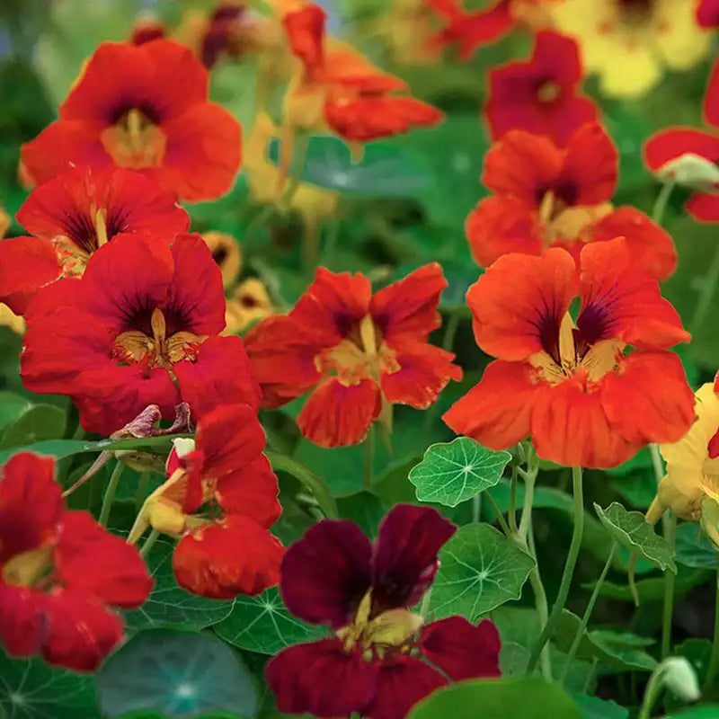 nasturtium seed planting depth Nasturtium Dwarf Compact Mixed Seed Packet from Gurney's Seed & Nursery Co