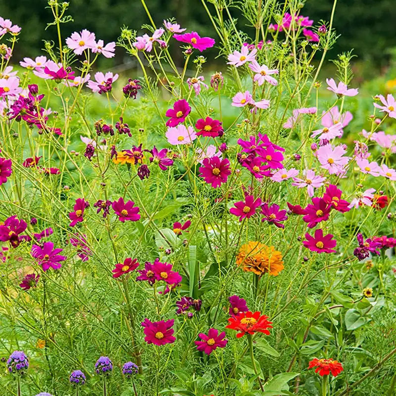 flower bed seed mix Monarch Butterfly Garden Mix