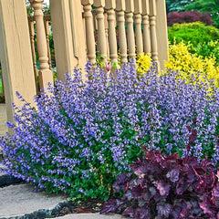 Purrsian Blue Catmint: Deer-Resistant Plants from Gurney's Seed