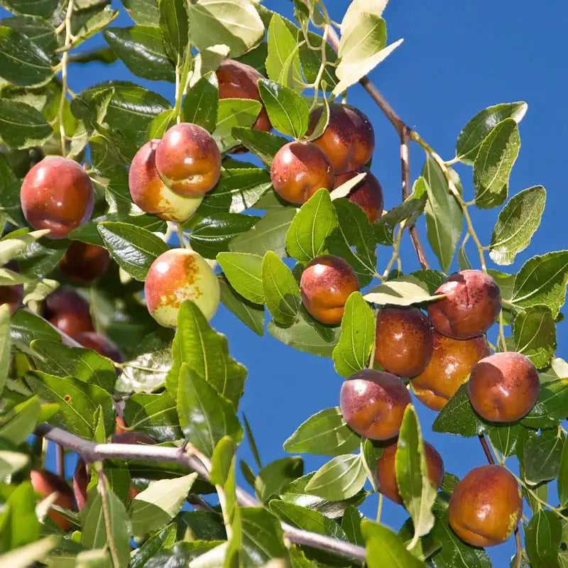 Li Trees Li Jujube Tree | Gurney's Seed & Nursery Co.