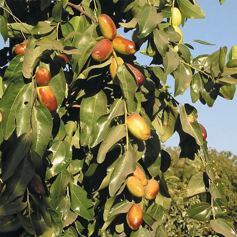 jujube plant from seed Super Sweet® Jujube Tree