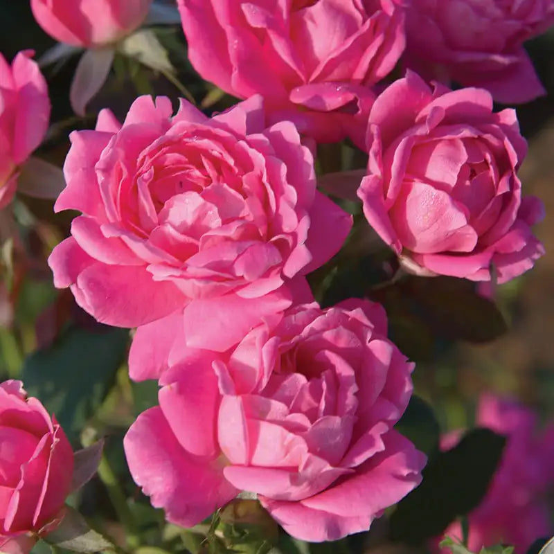 knockout rose tree seeds Pink Double Knock Out® Rose