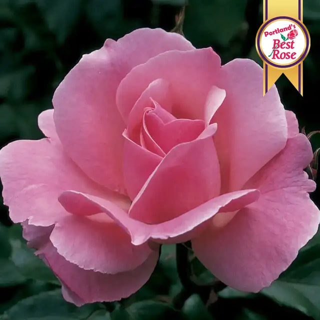 Queen Elizabeth Grandiflora Rose